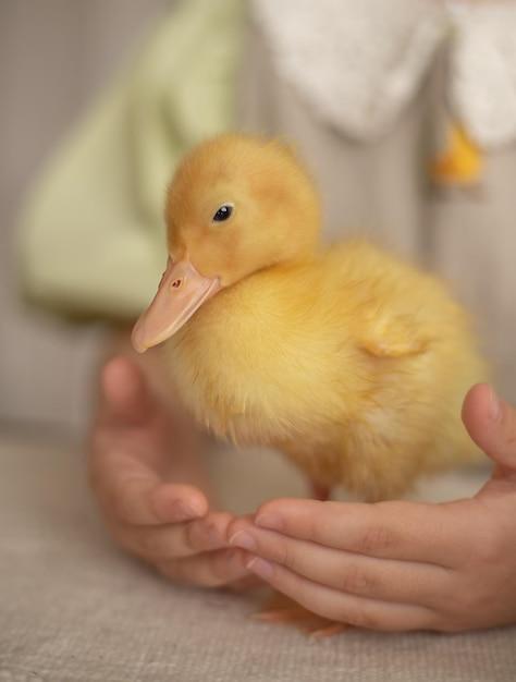 How Much Do Baby Ducks Cost At Tractor Supply 