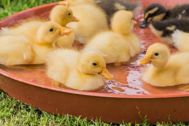 How Much Do Baby Ducks Cost At Tractor Supply 