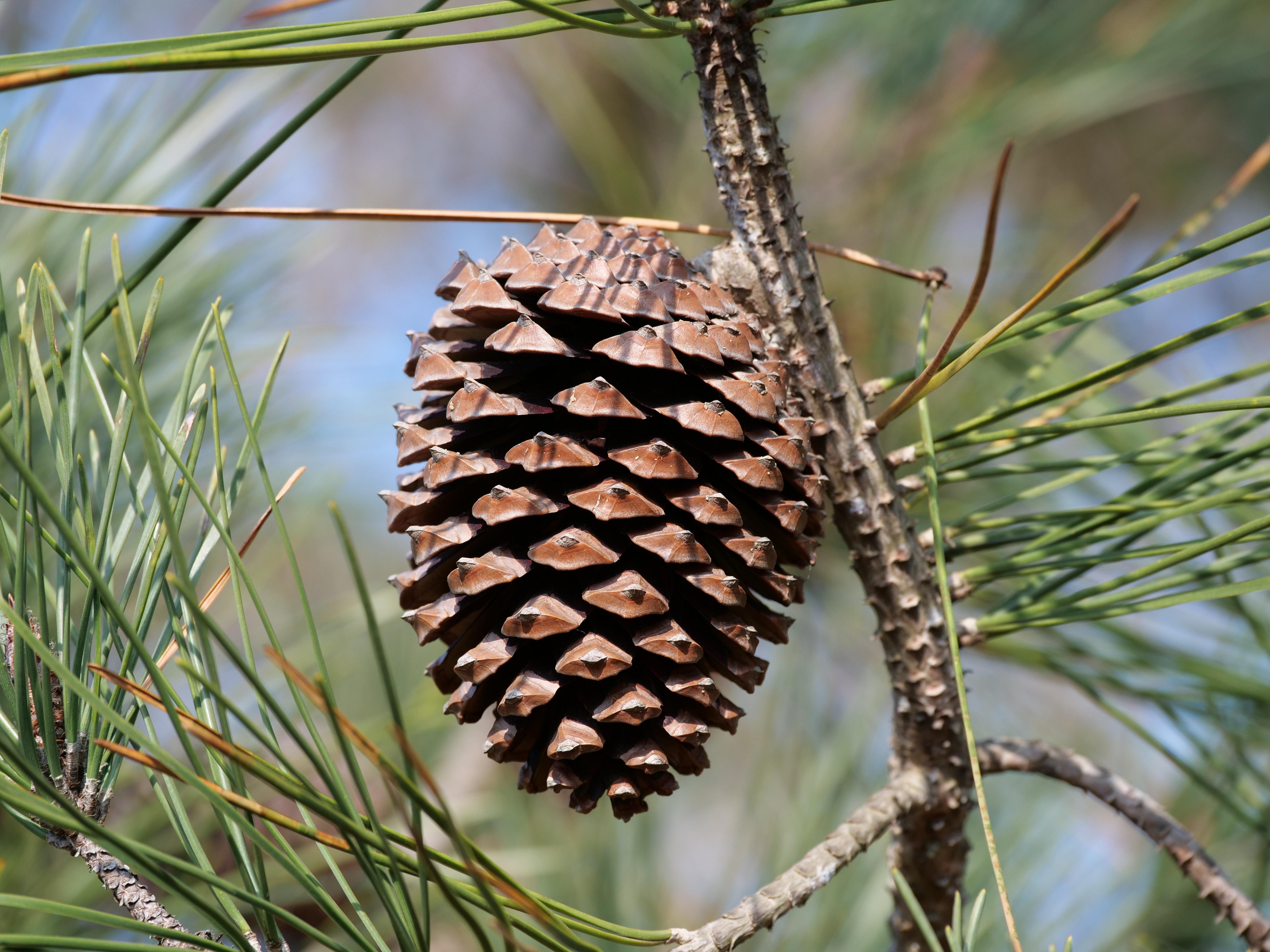 When Do Pine Trees Produce Pine Cones 