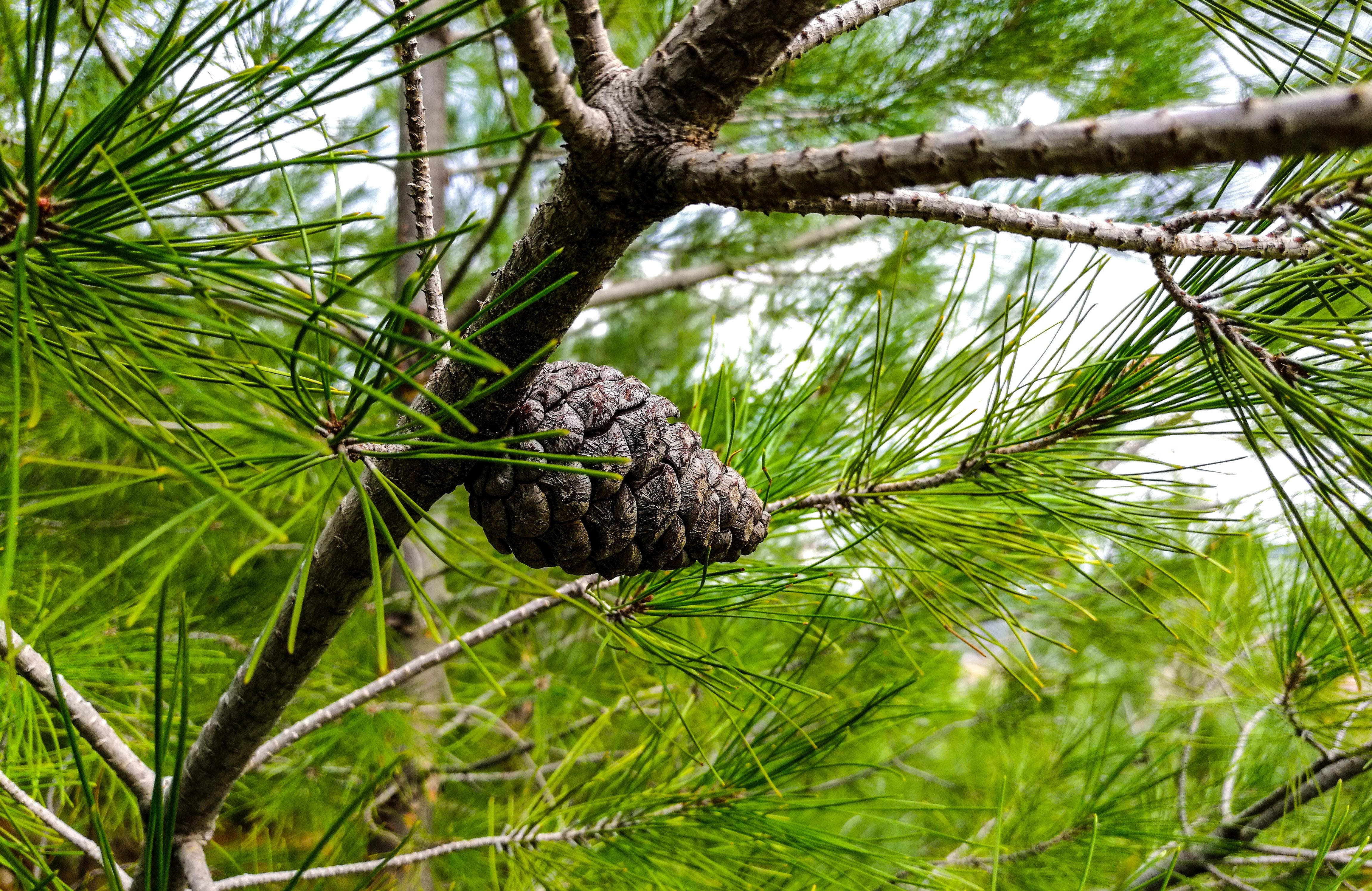 When Do Pine Trees Produce Pine Cones 