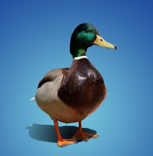  What Is A Duck’s Favorite Color 