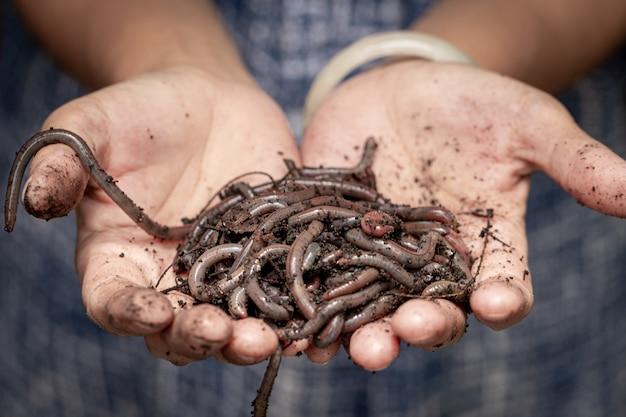  Are Earthworms Harmful To Humans 