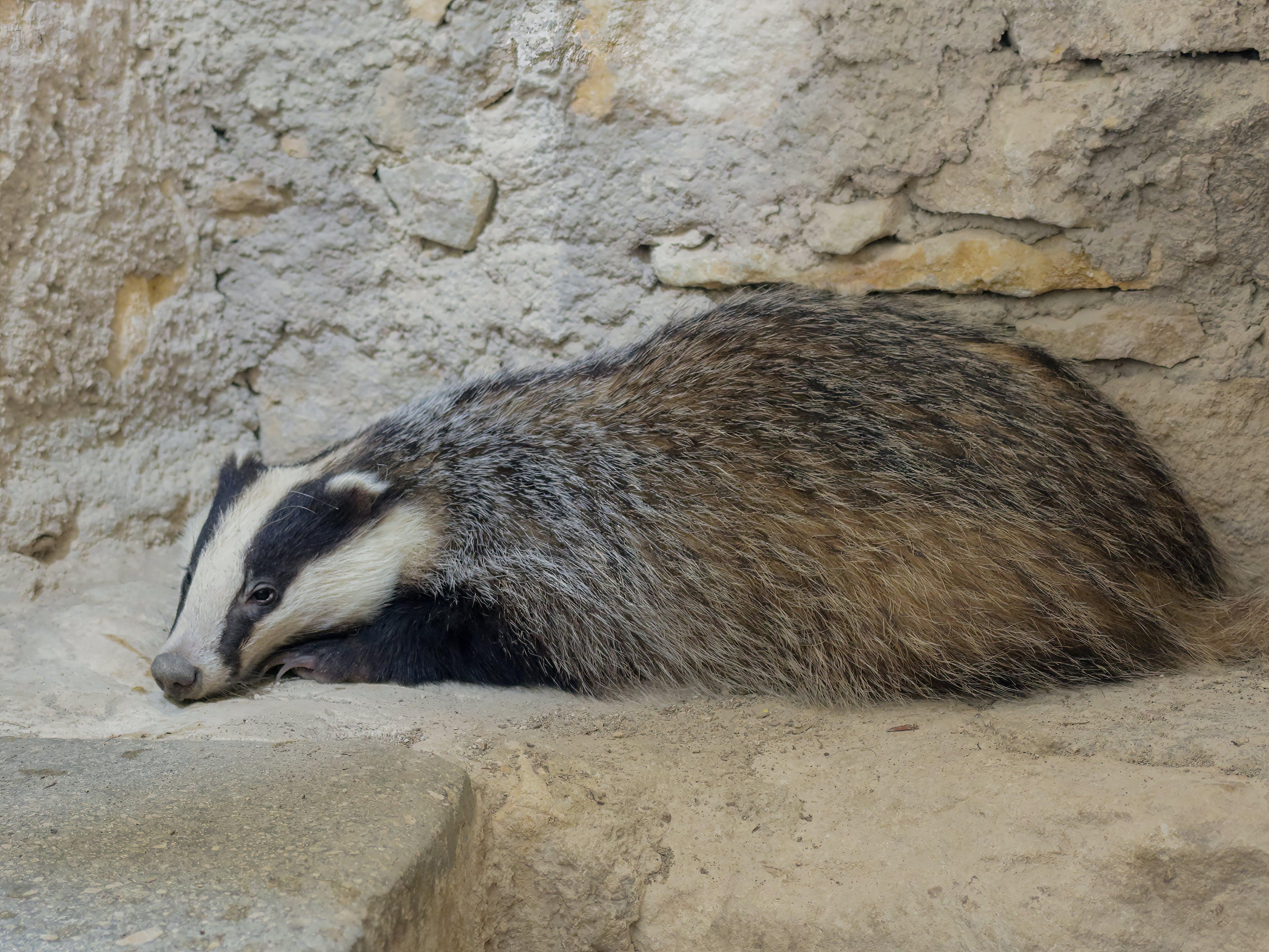 What time of day are badgers most active? 