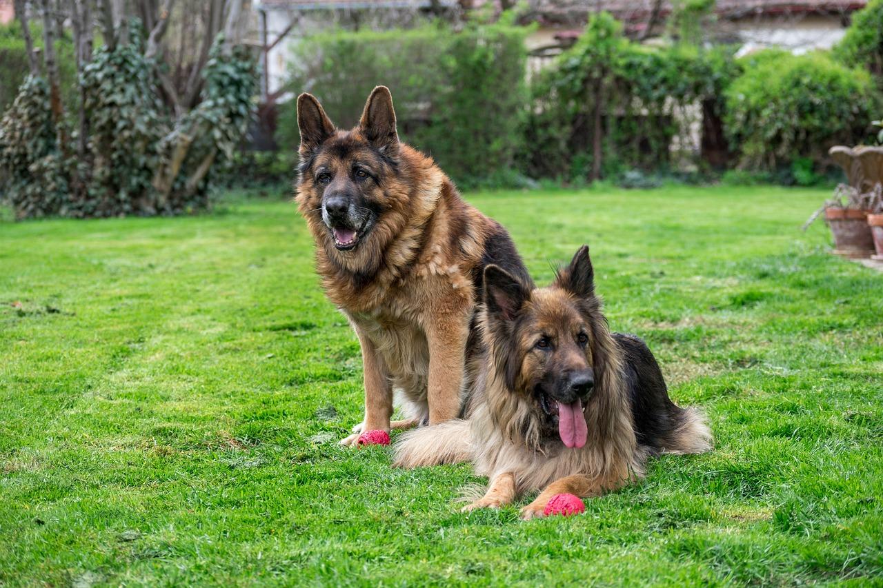 Can 2 female German Shepherds live together? 