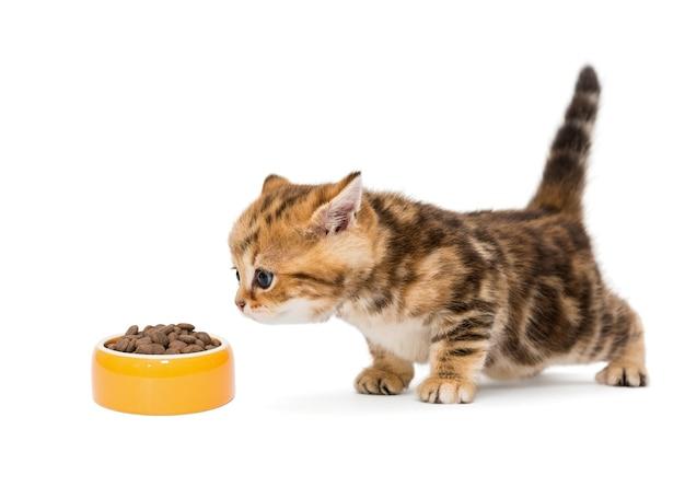  Can I Feed Kitten Food To My Senior Cat 