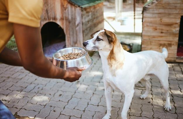  Can I Feed Senior Food To A Young Dog 