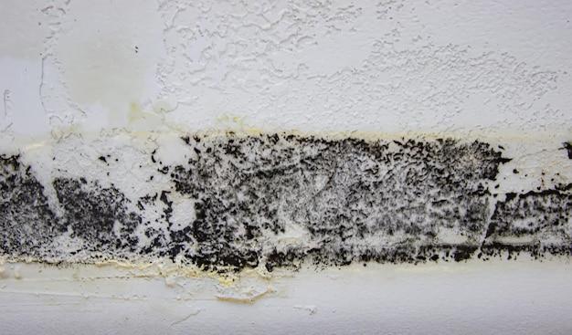 Can I Stay In My House With Black Mold 3 