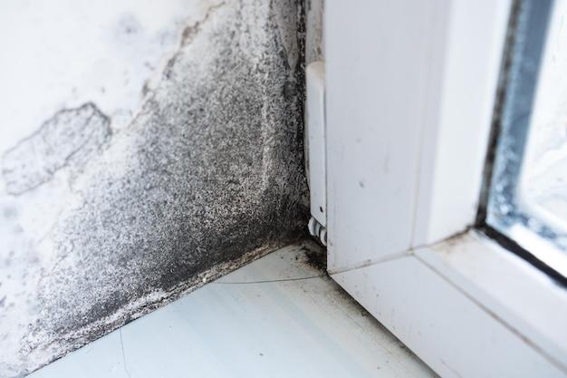 Can Mold Inside Walls Make You Sick 