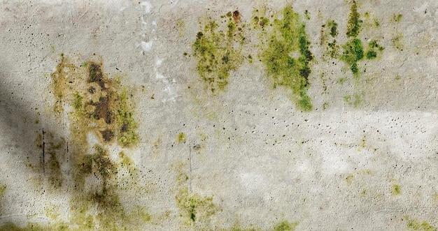  Can Mold Spores Travel Through Walls 
