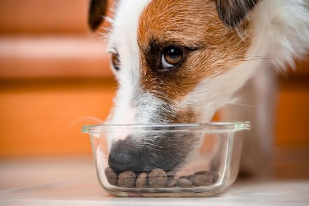 Can Younger Dogs Eat Senior Dog Food 
