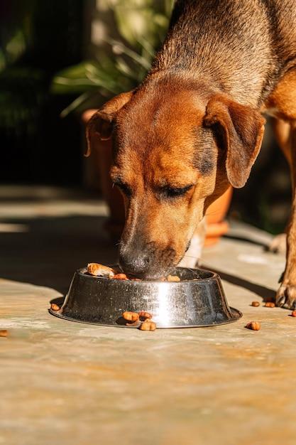 Can Younger Dogs Eat Senior Dog Food 