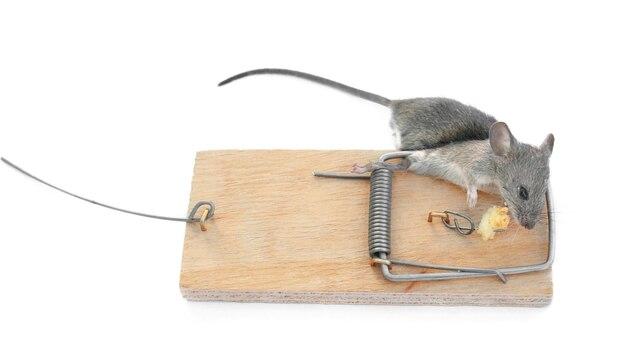 Do Mice Squeak When Trapped 