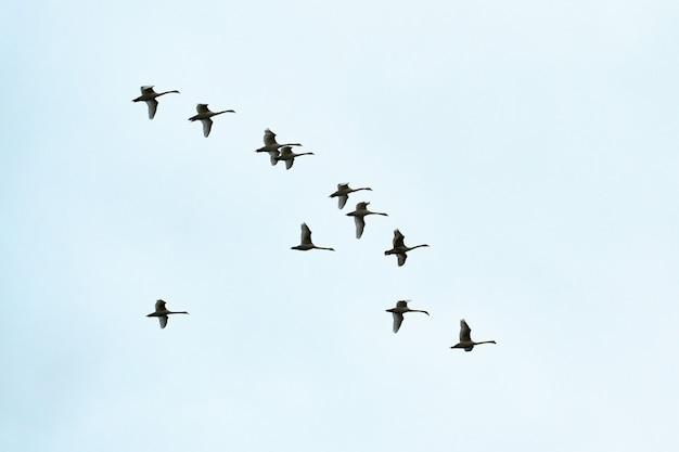 Do swans fly in av shape? 