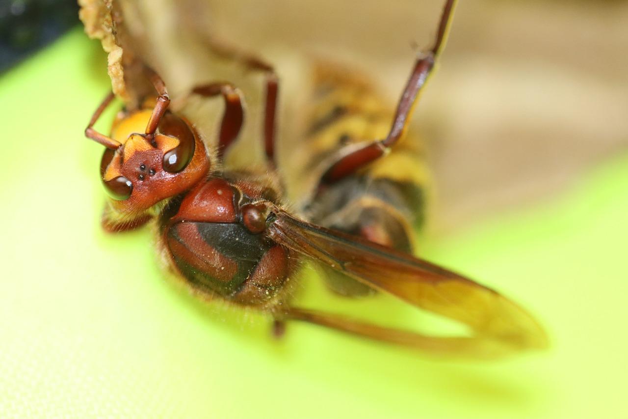 Do Wasps Die When They Sting 