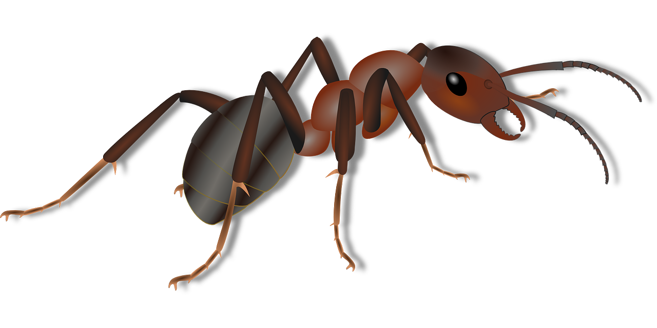  Does Splenda Draw Ants 