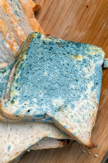  Does Toasting Bread Kill Mold 