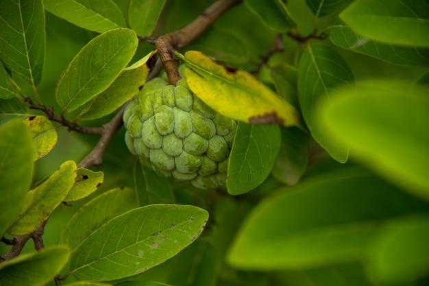 What is the English name of ATIS? 