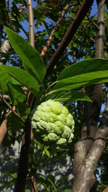 What is the English name of ATIS? 