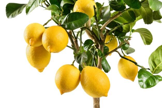  Where Do Lemons Grow Map 