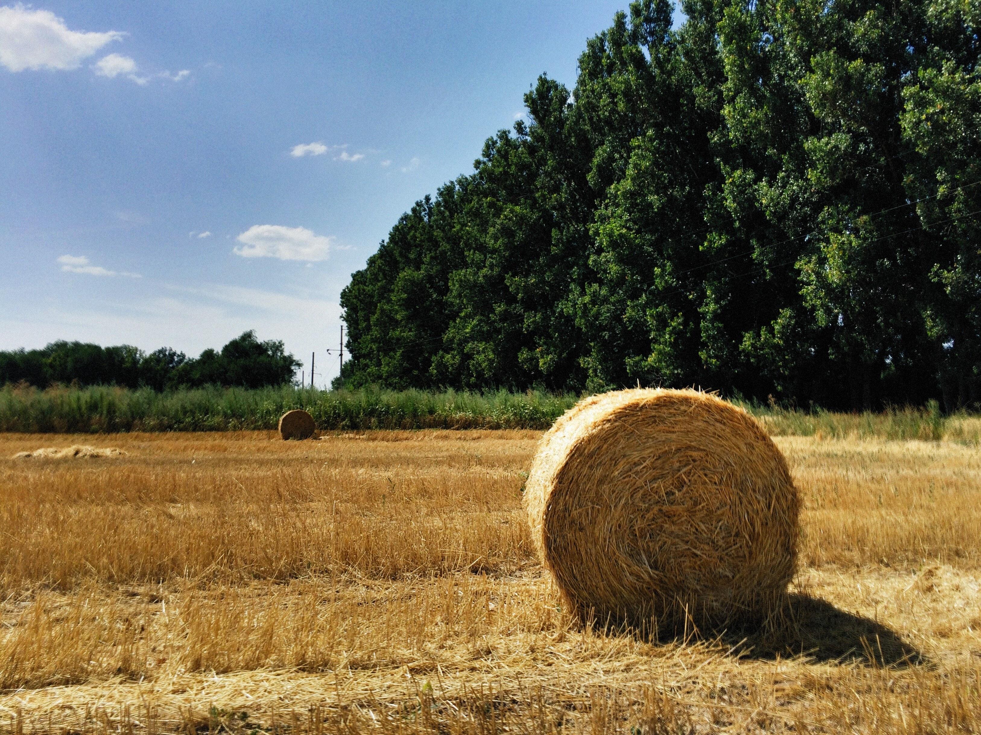 What Does Hay Look Like In The Field 