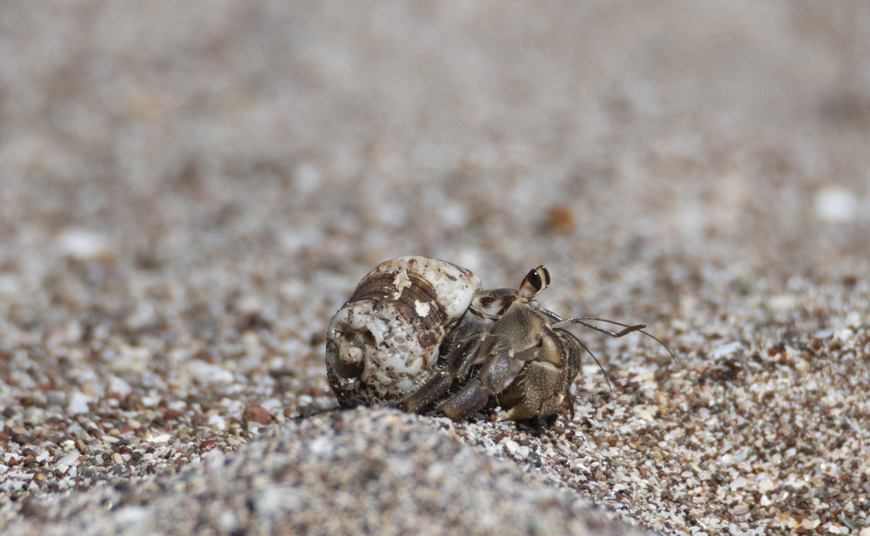  How Are Hermit Crab Shells Made 