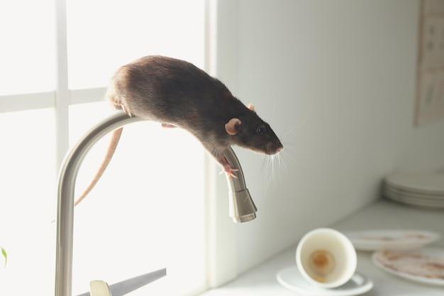  How Do Mice Climb On Counters 
