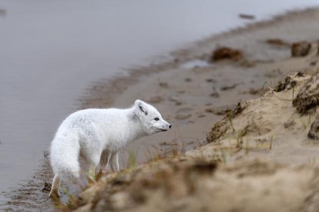 How does the arctic fox get water? 