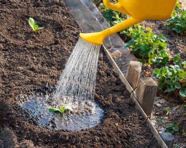 How Dry Should Soil Be Before Watering 