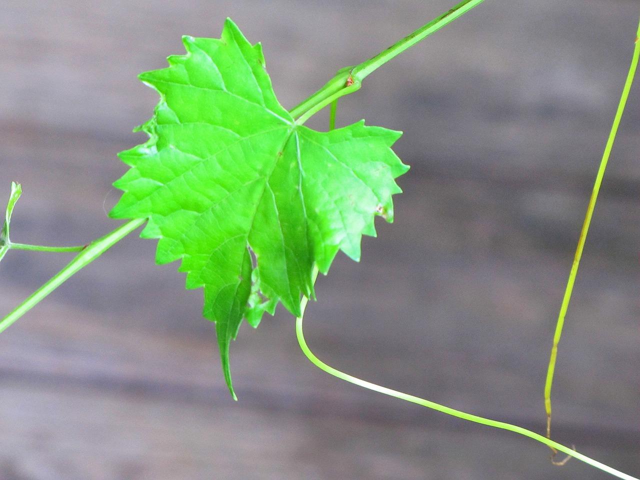  How Far Apart To Plant Muscadine Grape Vines 