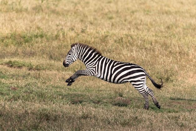 How Fast Can A Zebra Run 
