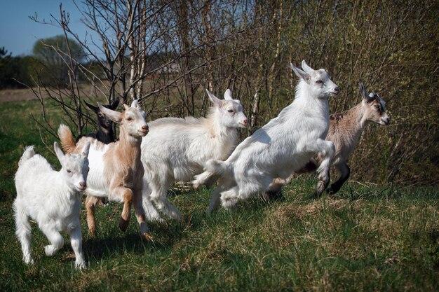 How Fast Can Goats Run 