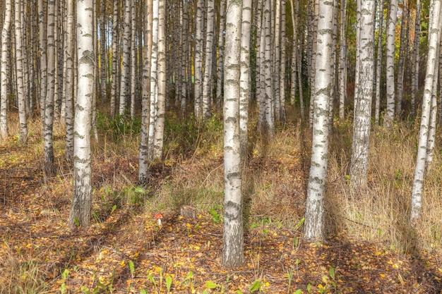 How Fast Do Birch Trees Grow 
