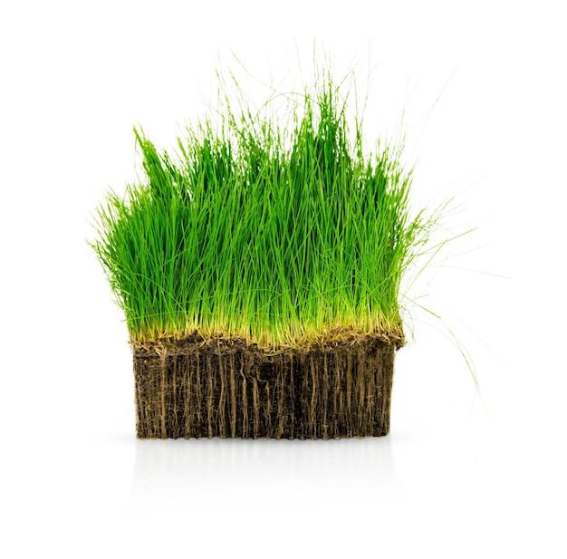  How High Can Grass Grow 