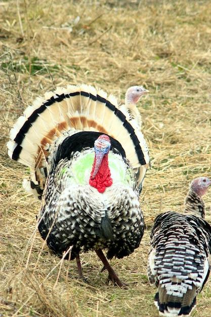  How Long After Mating Do Turkeys Lay Eggs 