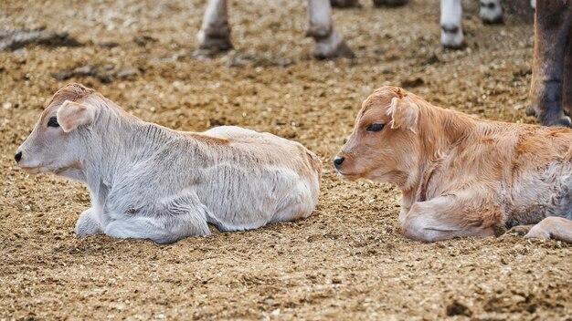  How Long Can A Calf Live Without Milk 