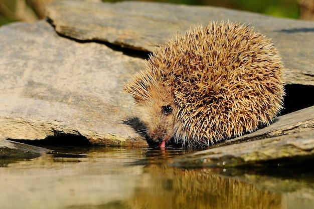 How long can hedgehogs go without water? 
