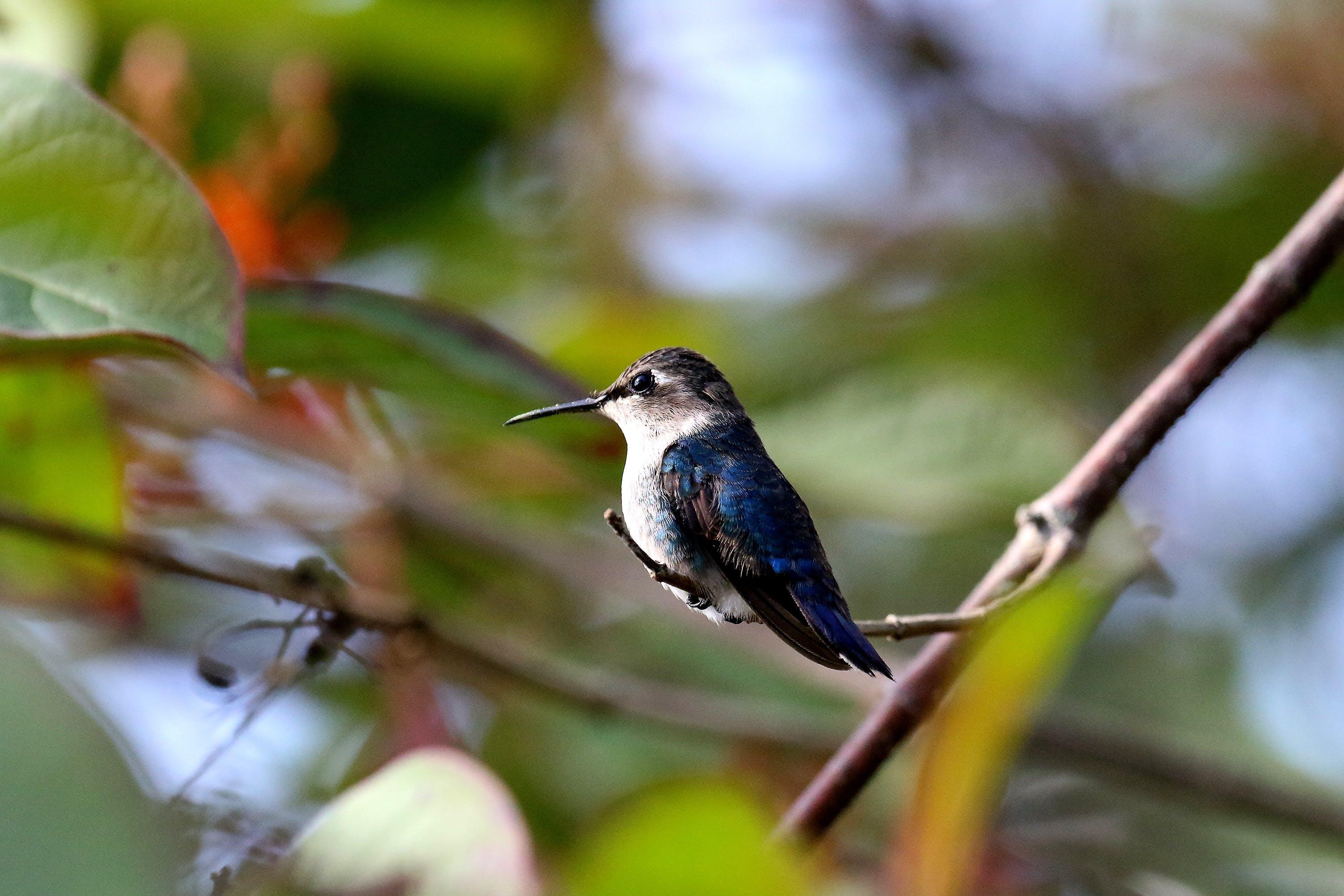 How long can Hummingbird go without eating? 
