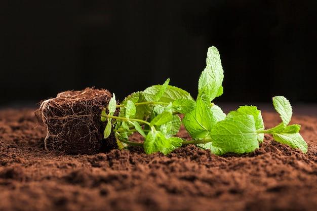 How Long Can Plants Survive Without Soil 