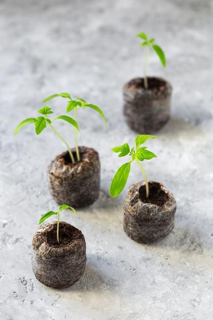 How Long Can Seedlings Stay In Peat Pellets 