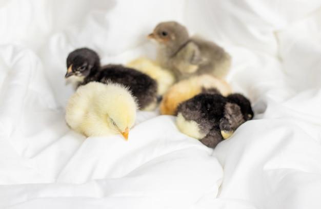  How Long Do Baby Chicks Sleep 