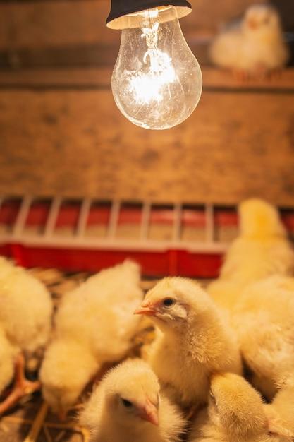  How Long Do Meat Chickens Need A Heat Lamp 
