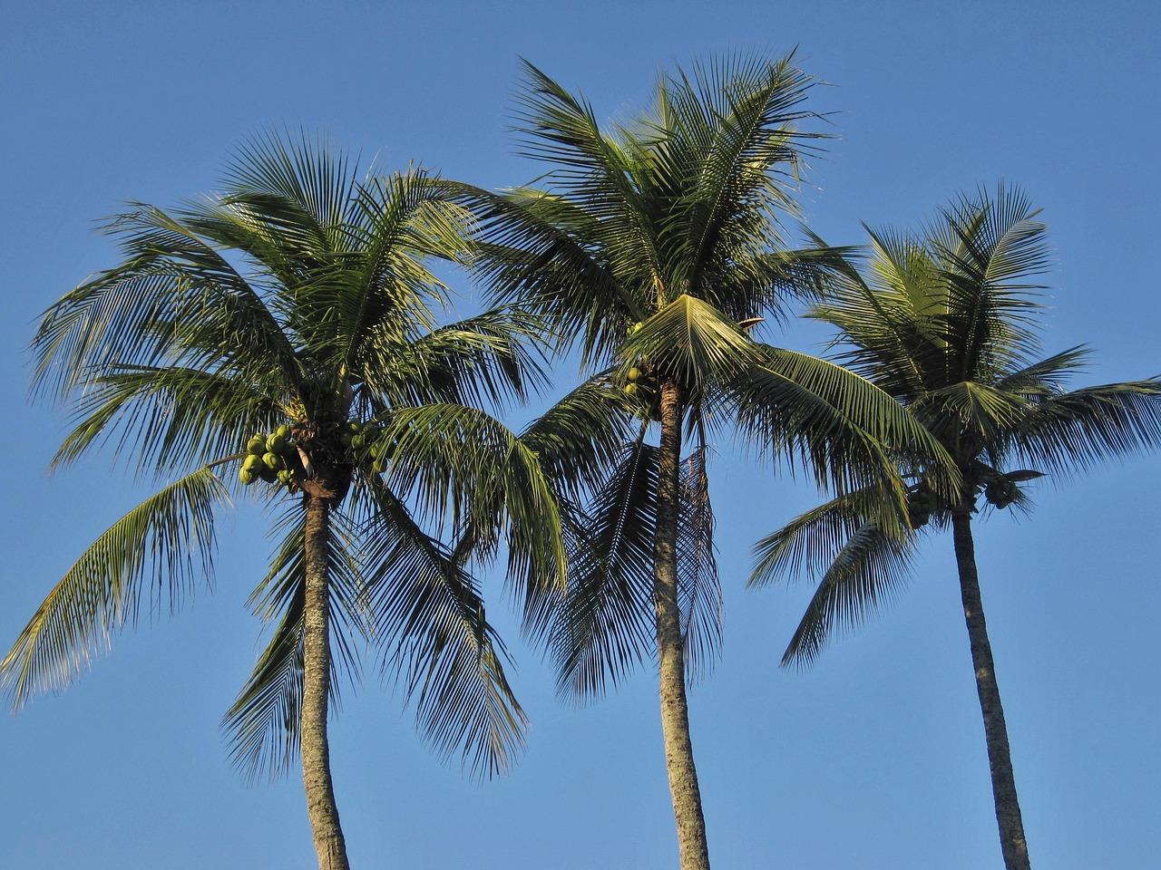How Long Do Royal Palms Live 