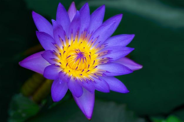 How Long Does Blue Lotus Stay In Your Urine 