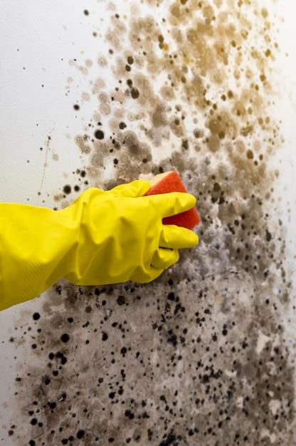 How Long Does It Take For Bleach To Kill Mold 