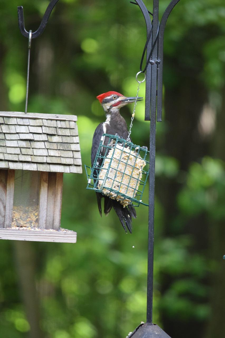  How Long Does Suet Last Outside 