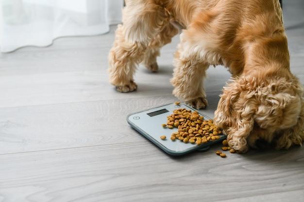  How Many Calories Should A Senior Dog Eat 