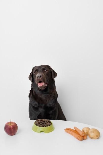 How Many Calories Should A Senior Dog Eat Per Day 