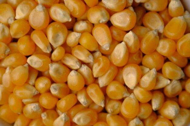  How Many Corn Seeds In A Pound 