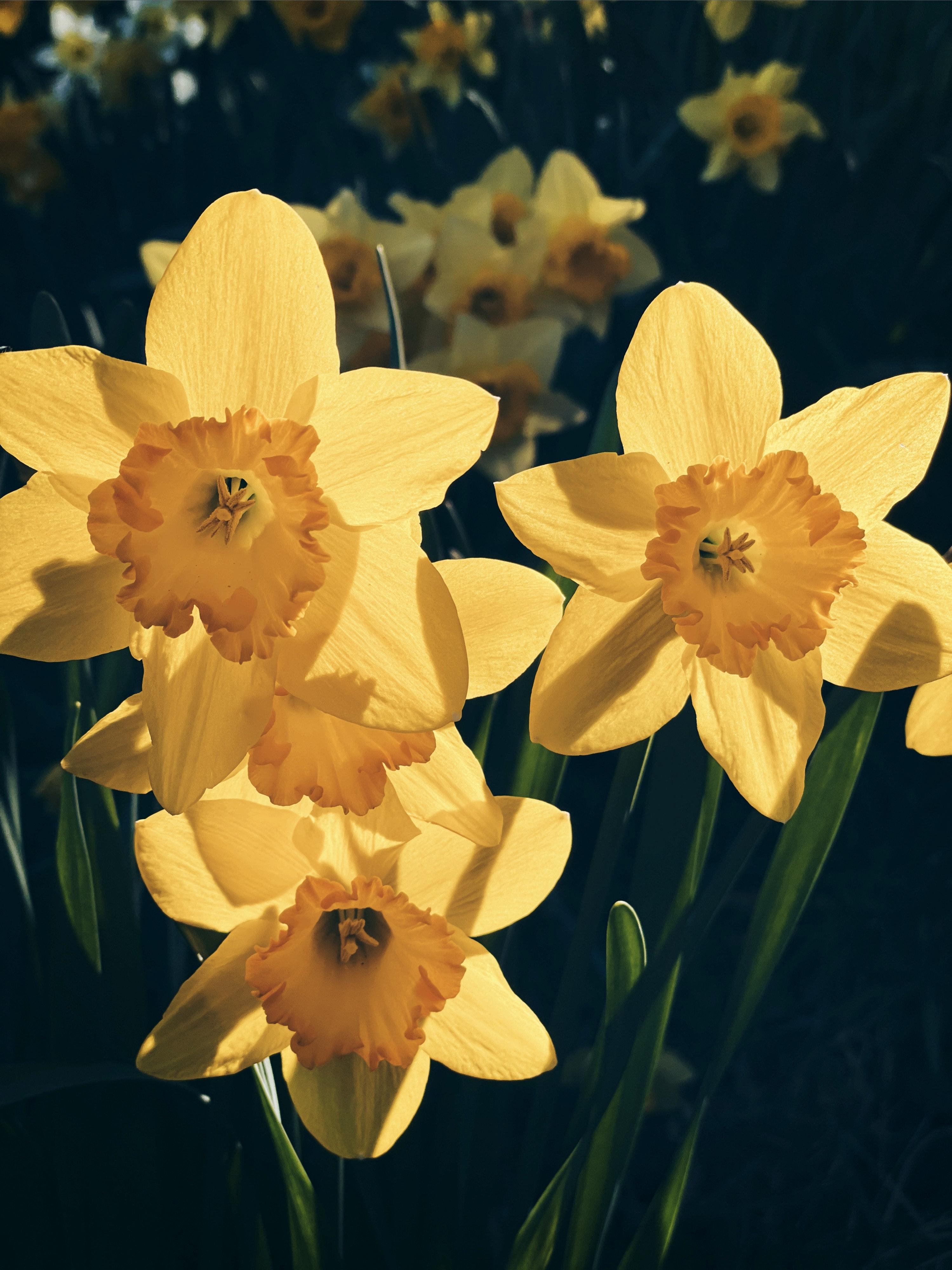  How Many Daffodils Per Bulb 