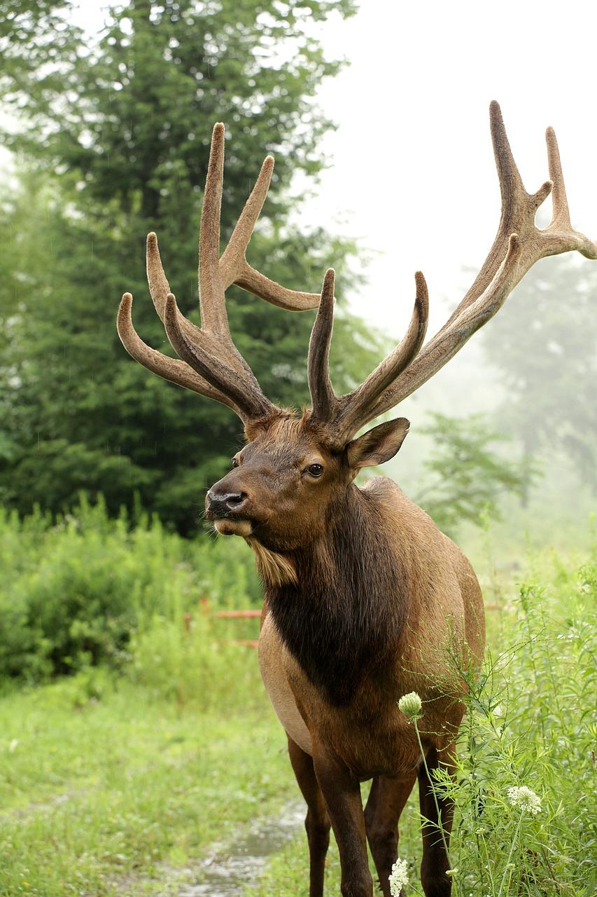 How many elk are in New Hampshire? 